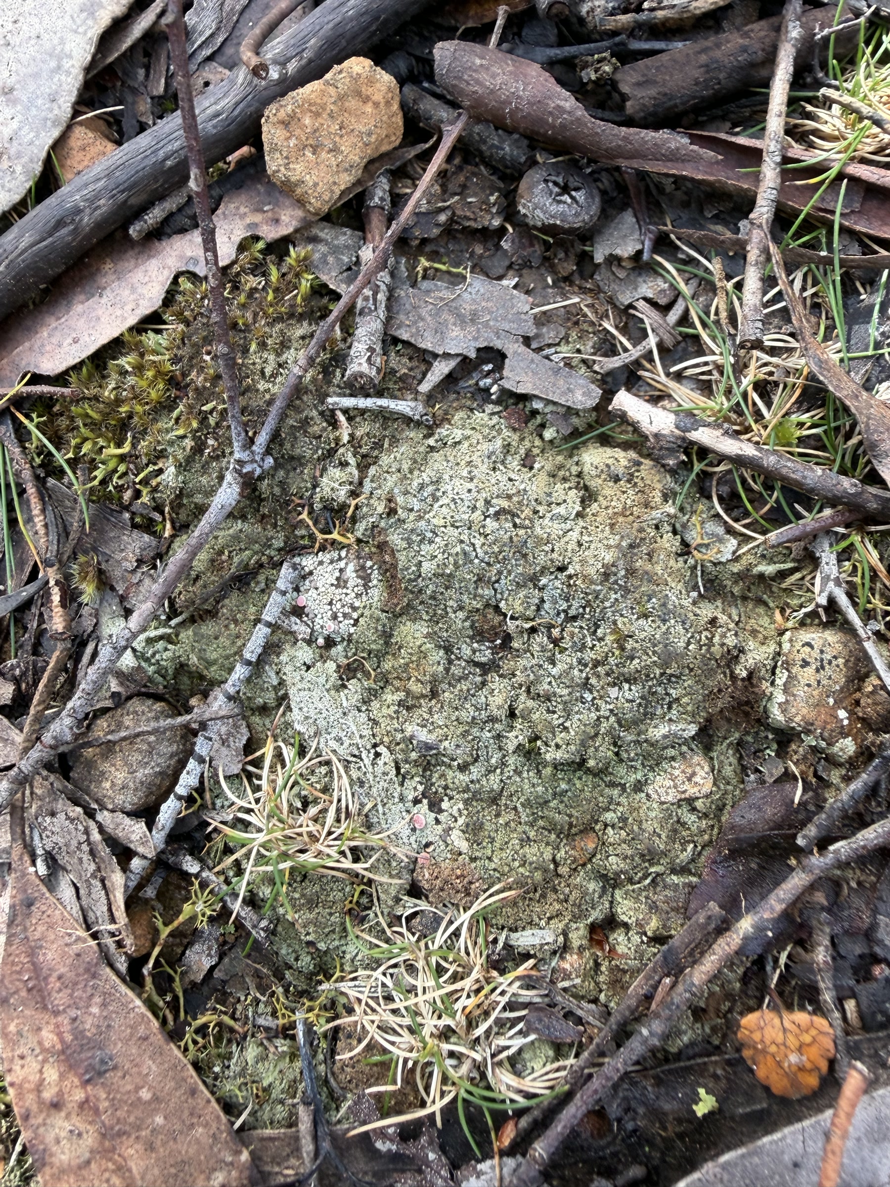 Pale green microbial mat growing among moss, grasses, stones and leaf litter in alpine Tasmania.