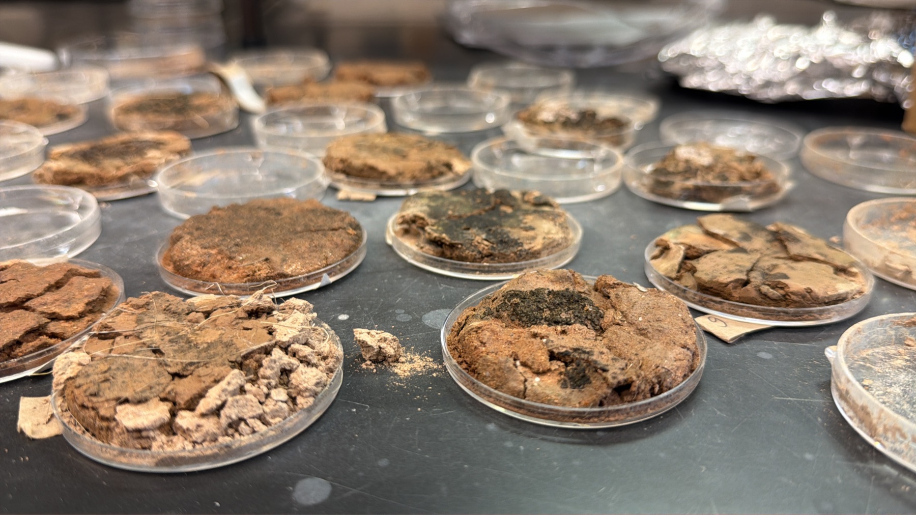 Dozens of petri dishes spread across a dark laboratory bench, each holding a dry fragment of biological soil crust.