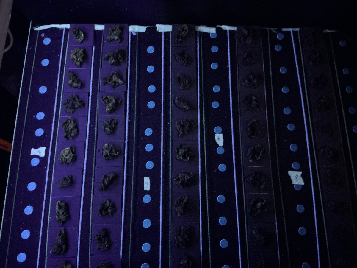 Rows of dried thalli on marked strips under violet ultraviolet illumination, with light-sensitive dosimeter dots between the rows.