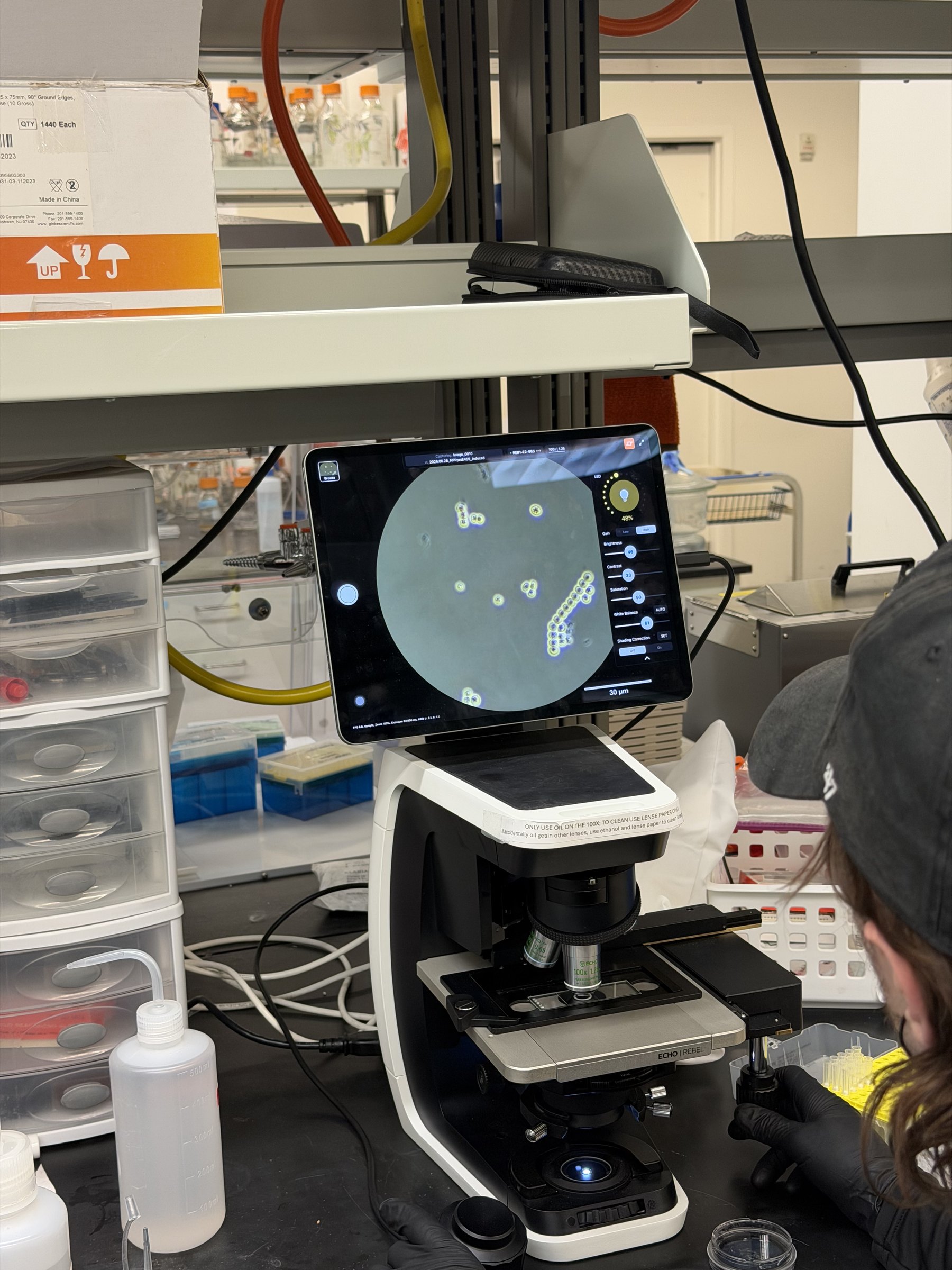 An operator at a benchtop microscope, its tablet display showing chains and clusters of Nostoc cells outlined by the imaging software.